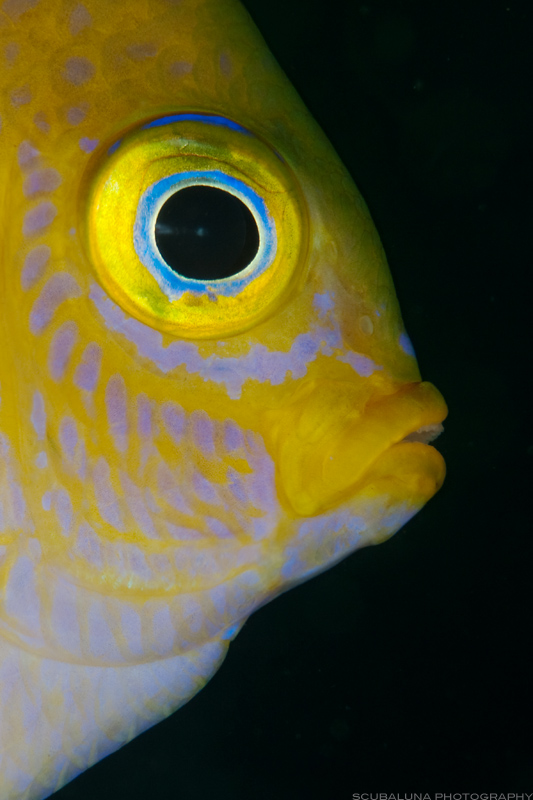 Damselfish Portrait