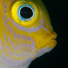 Damselfish Portrait