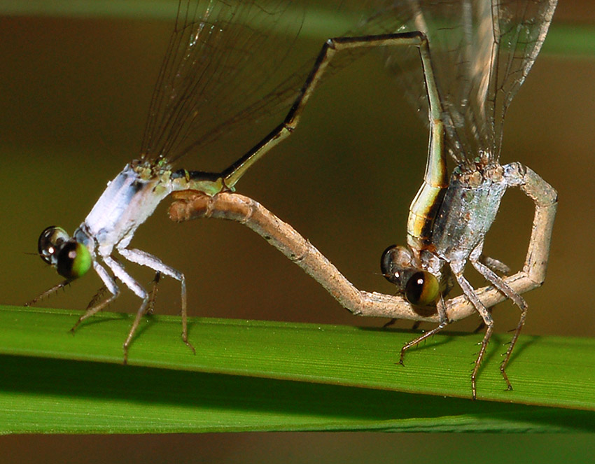 Damselflies in love