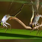 Damselflies in love