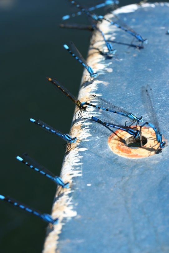 Damselflies line up