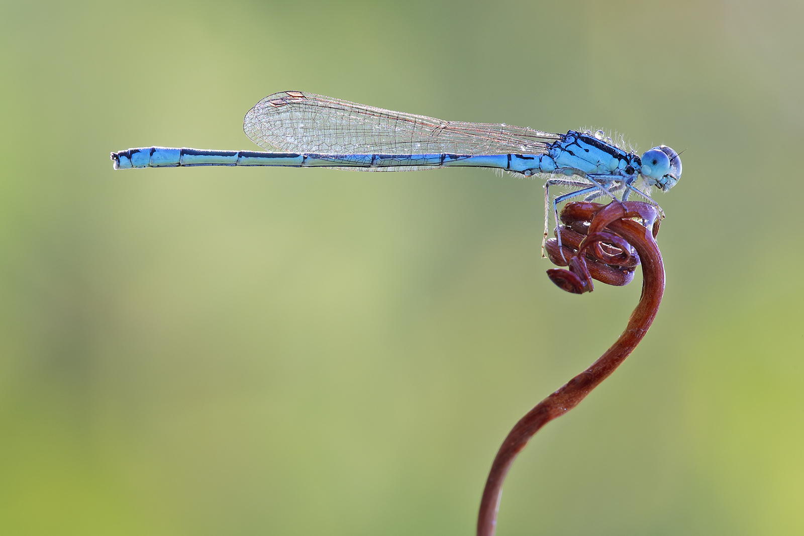 Damselfly