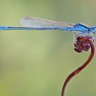 Damselfly