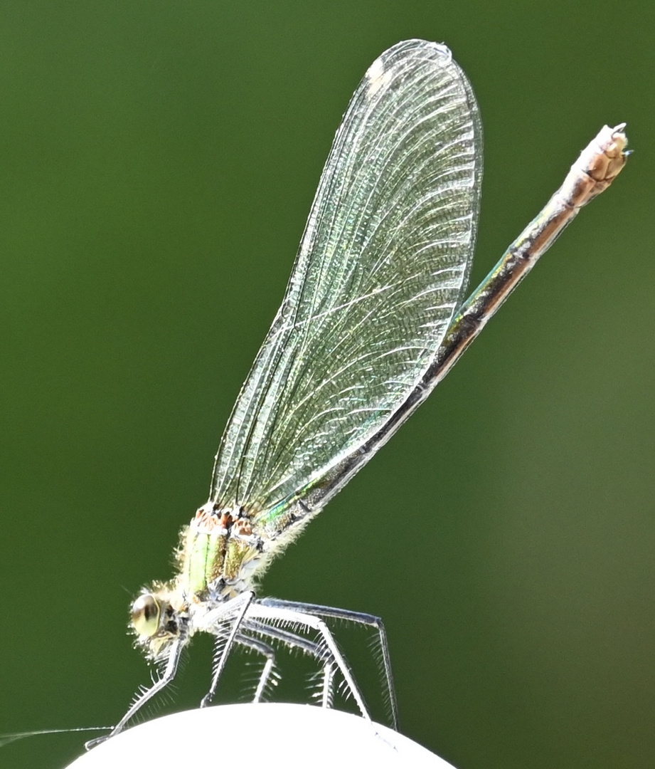 Damselfly 