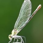 Damselfly 