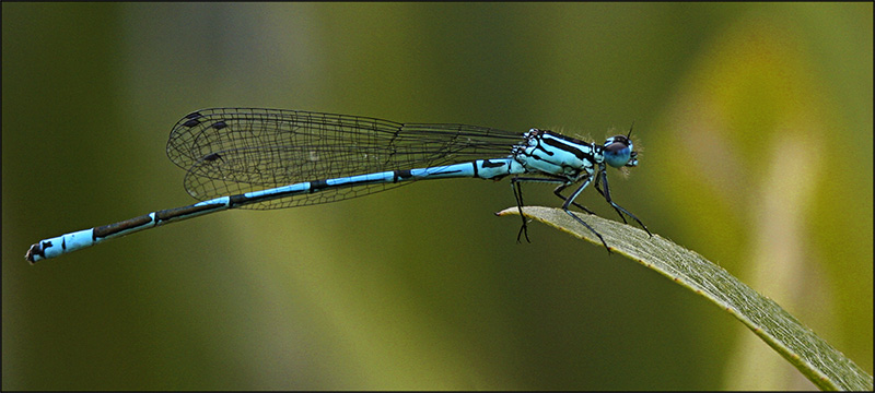 Damselfly