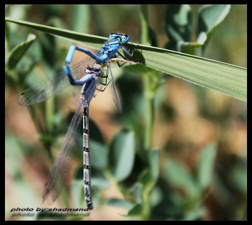 damselfly