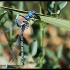 damselfly