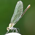 Damselfly 