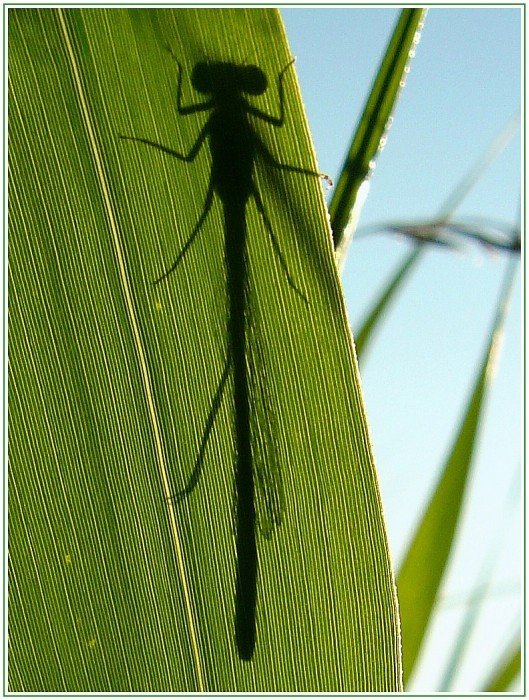 Damselfly von Ralph Pfister