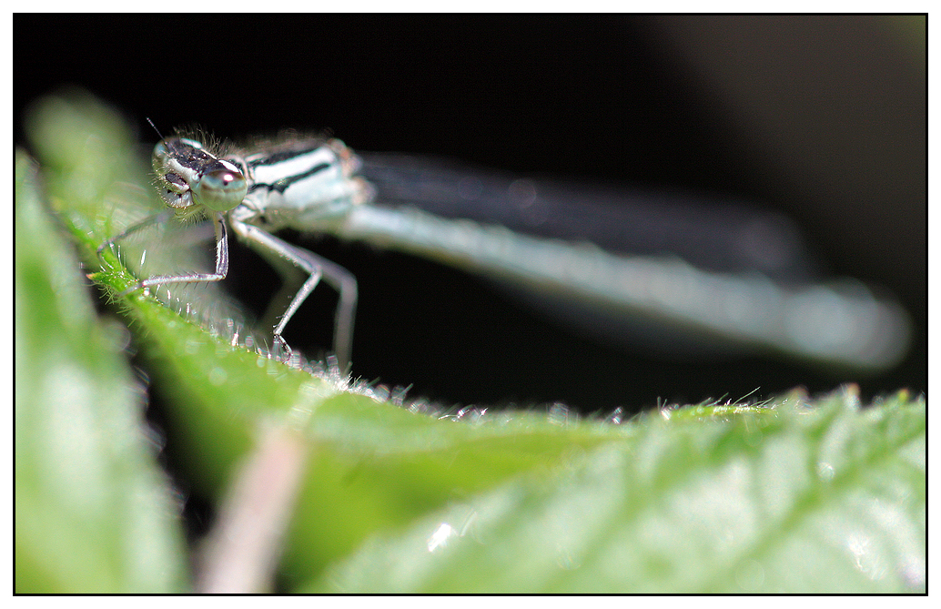 Damselfly