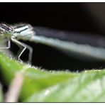 Damselfly