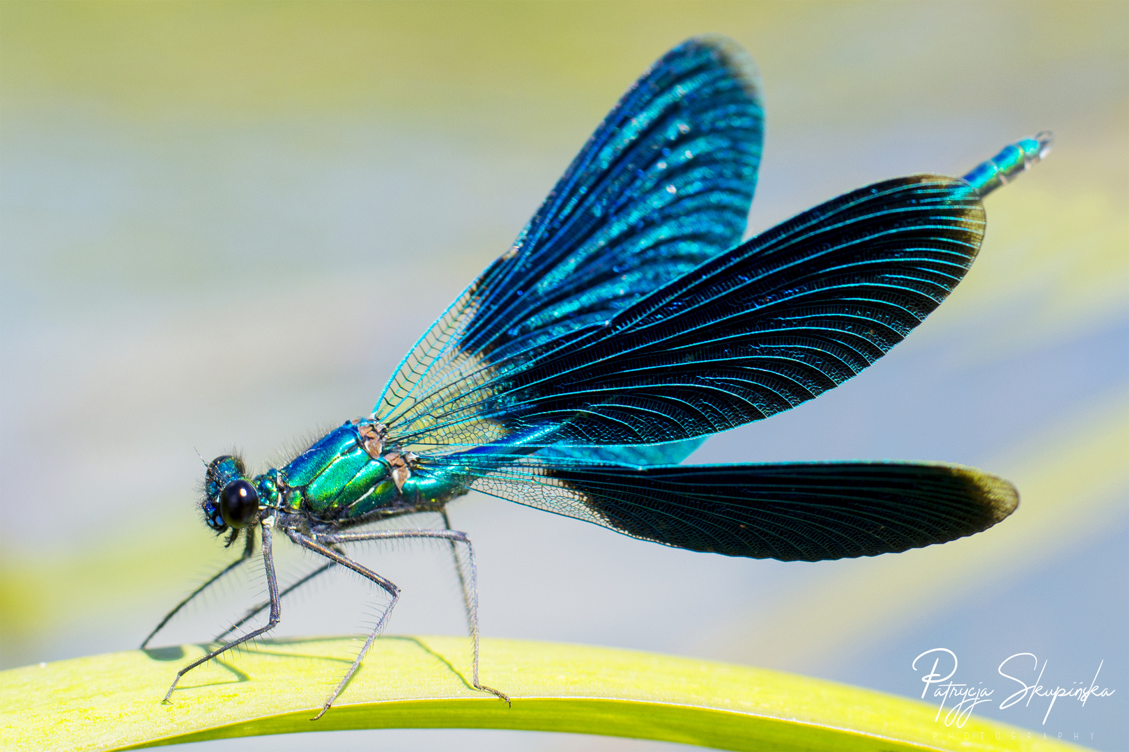 Damselfly