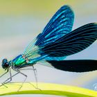 Damselfly