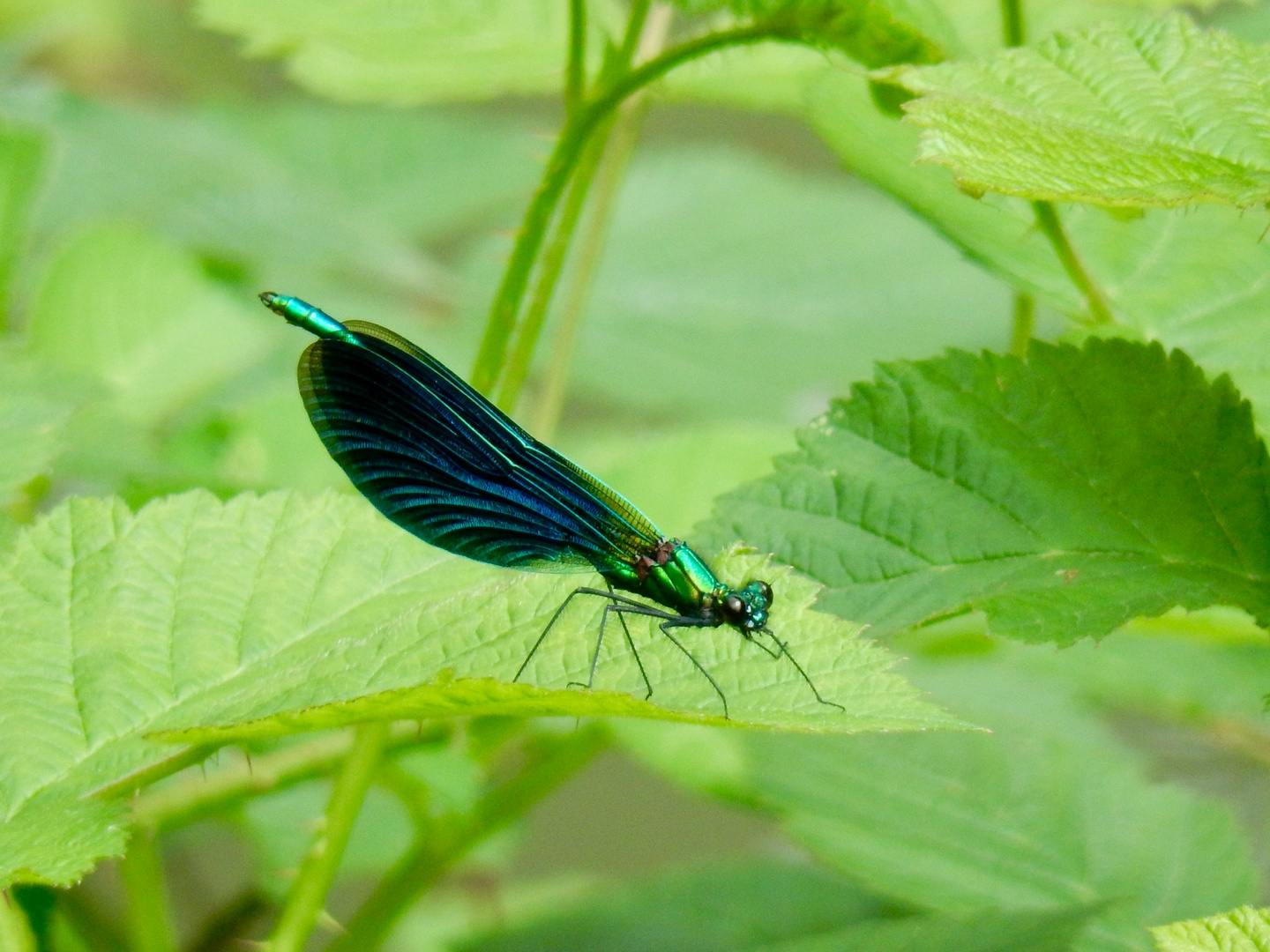 Damselfly 