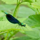 Damselfly 