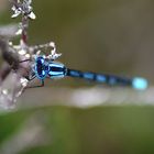 damselfly