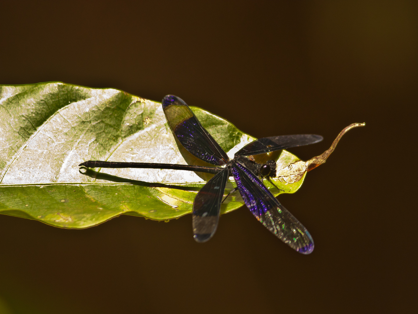 damselfly