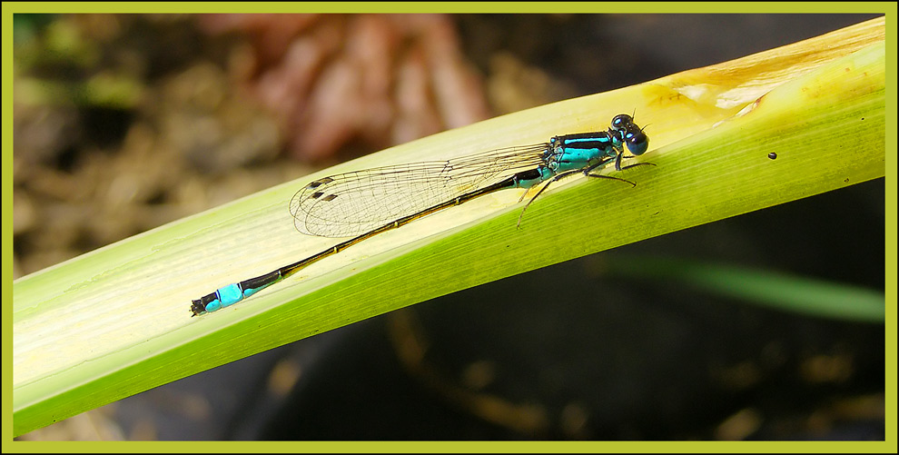 Damselfly