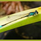 Damselfly