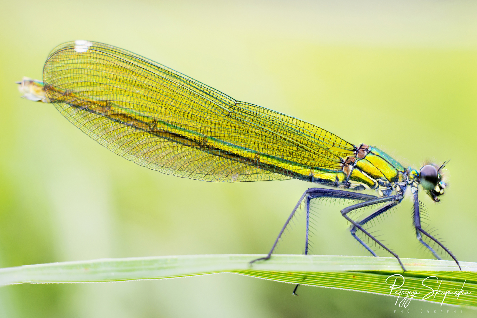 damselfly