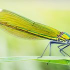 damselfly