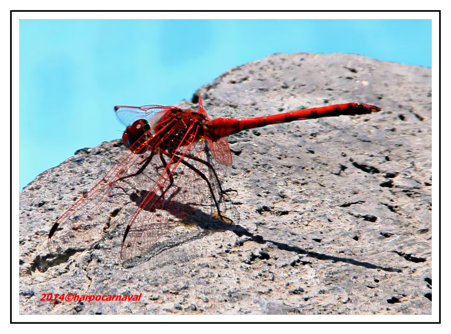 Damselfly: dragonfly