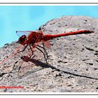 Damselfly: dragonfly