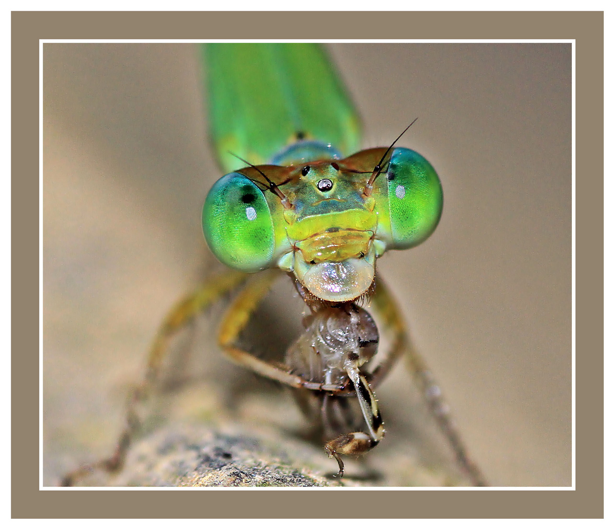 Damselfly~