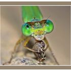 Damselfly~