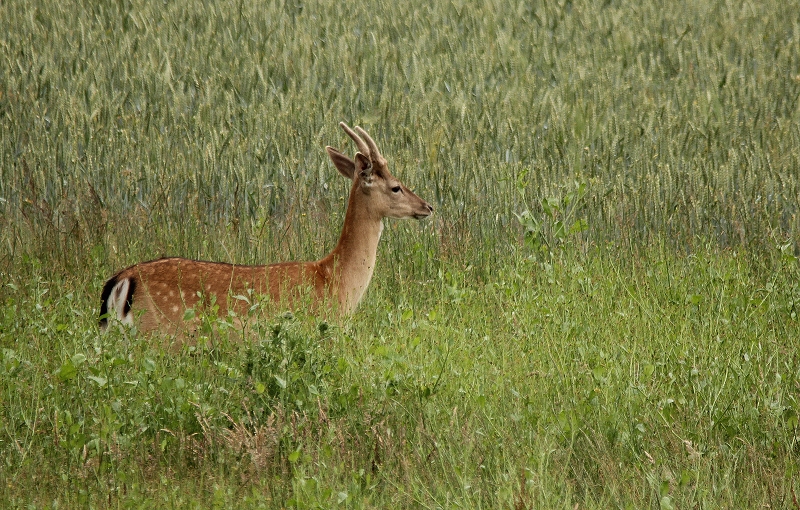 Damsießer 1