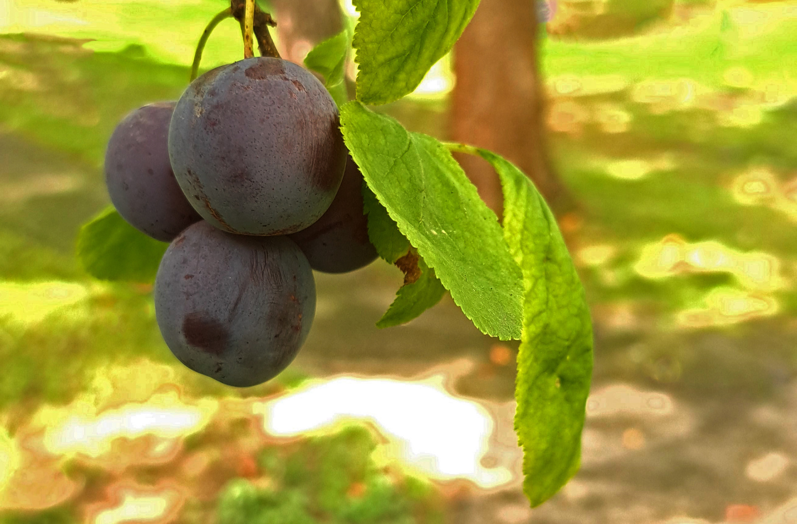 Damson on our yard