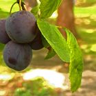 Damson on our yard