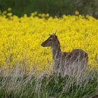 Damspießer am Rapsfeld