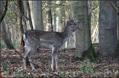 Damspießer im Wald