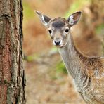 Damtier: Kinder sind neugierig