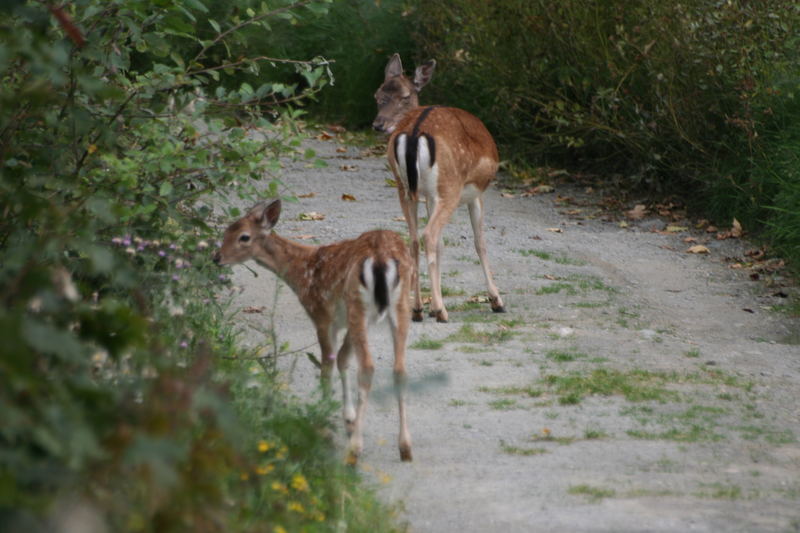 Damtier mit Damhirschkalb auf Abwegen