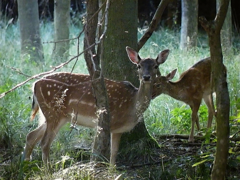 Damtier mit Kalb im Herbstwald