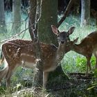 Damtier mit Kalb im Herbstwald