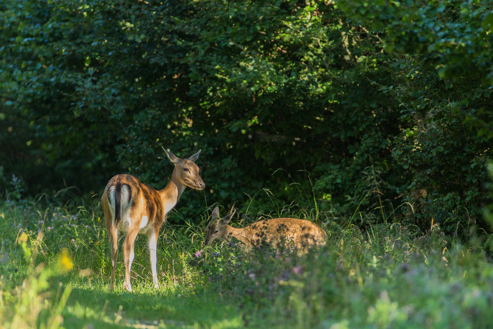 Damtier und Kalb...