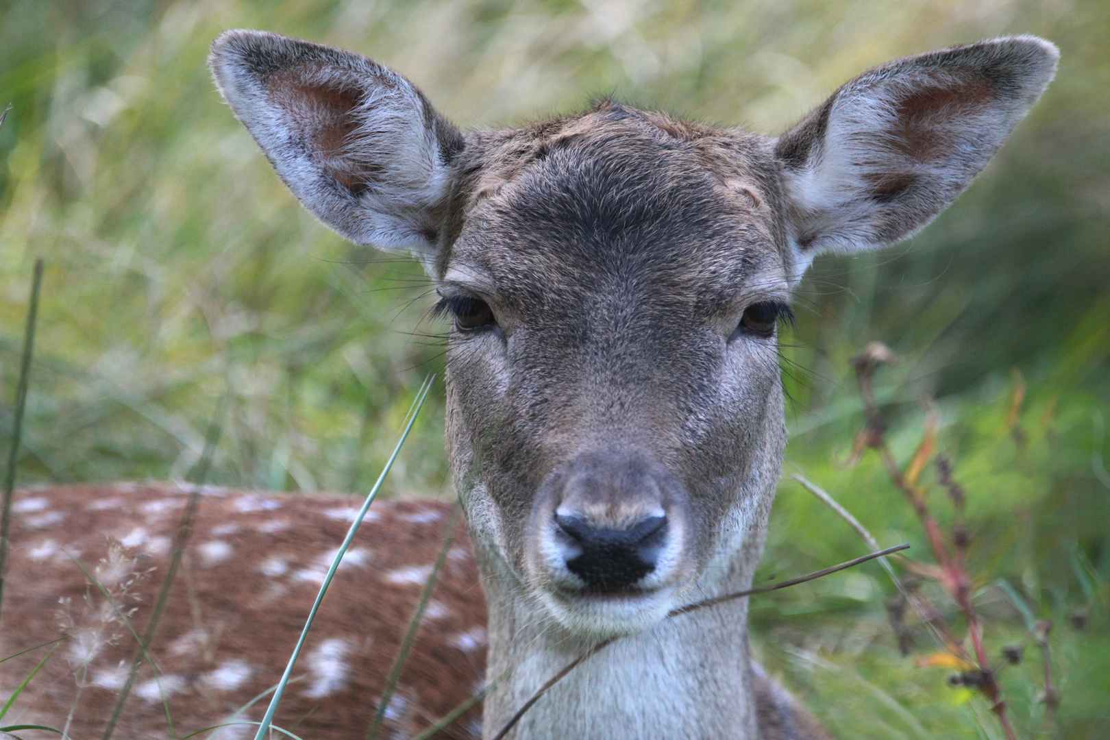 Damtier, Weibchen vom Damwild