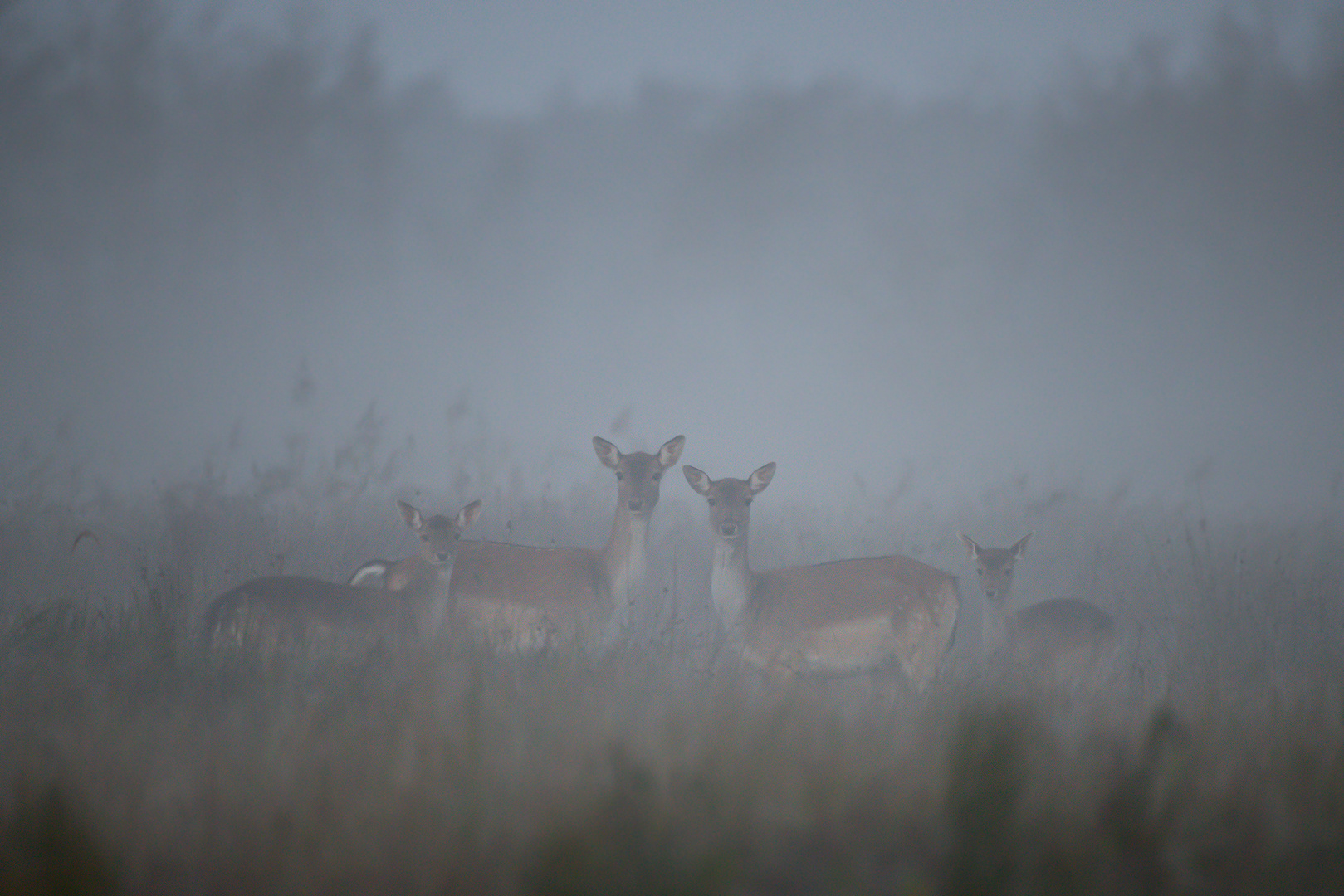 Damtiere im dichtem Nebel