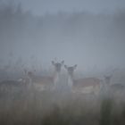 Damtiere im dichtem Nebel