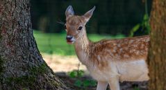 Damwild 2,Gesehen und Fotografiert in Hellenthal.