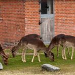 Damwild am Bauernhof 2