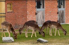 Damwild am Bauernhof 2