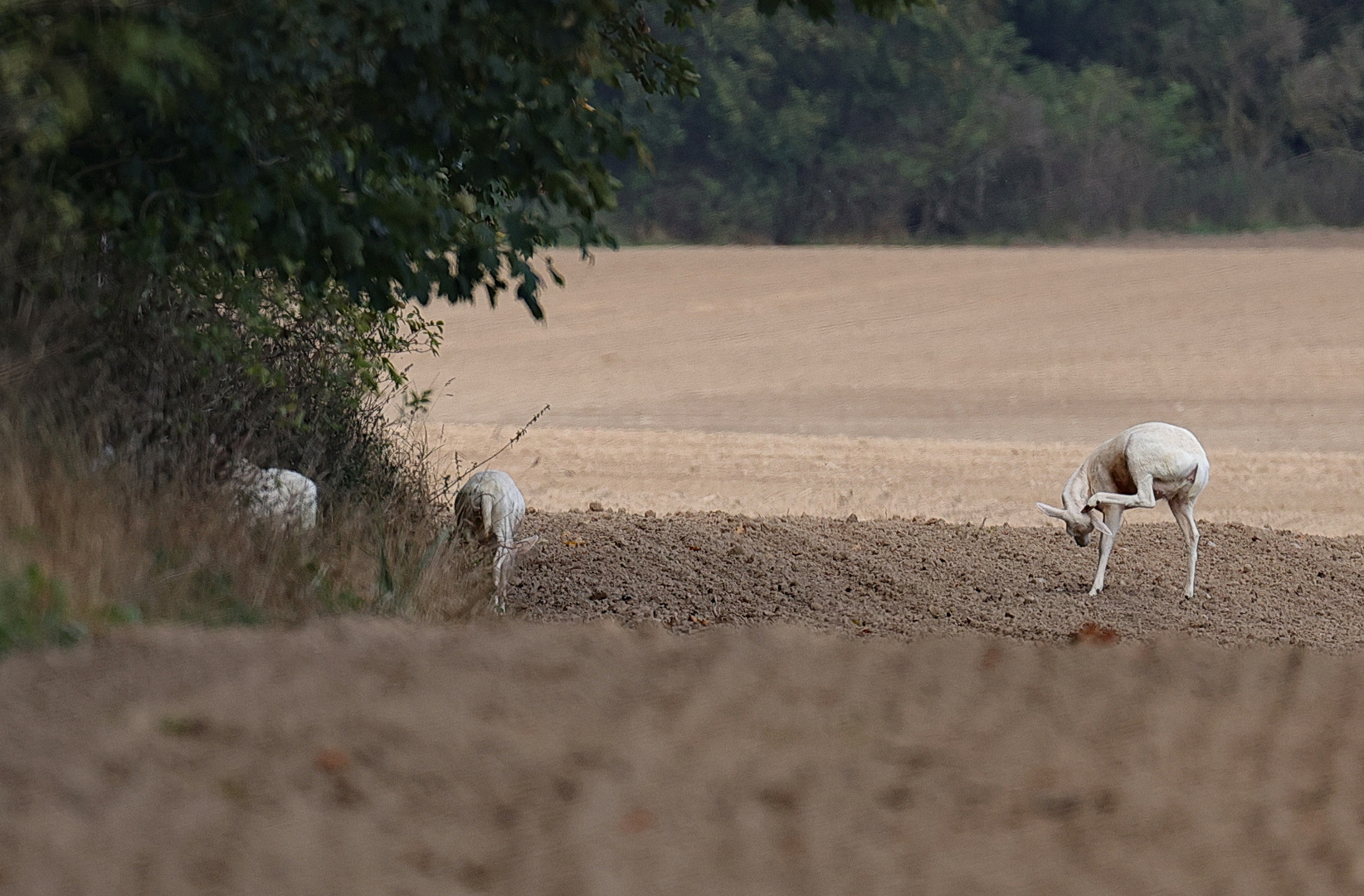 Damwild am Waldrand