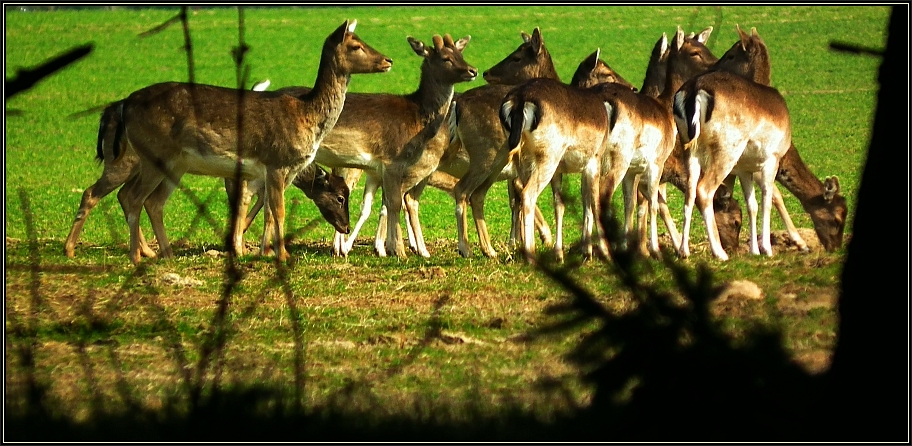 Damwild an der Feldkante