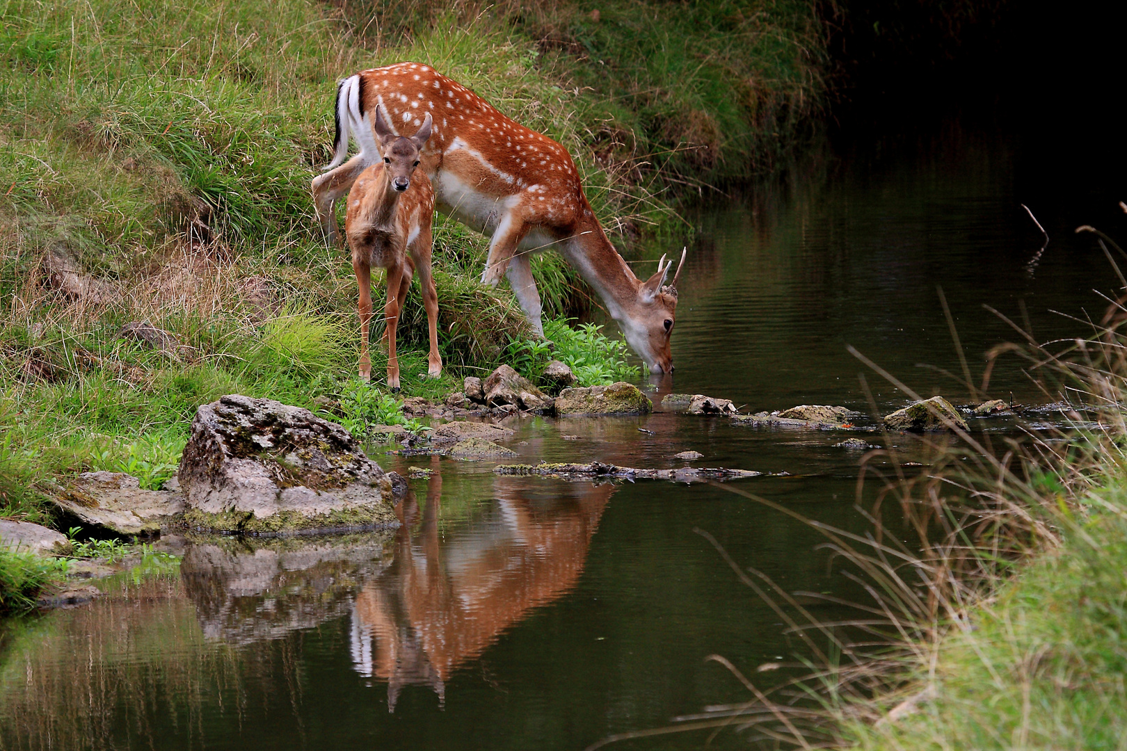 Damwild an der Tränke