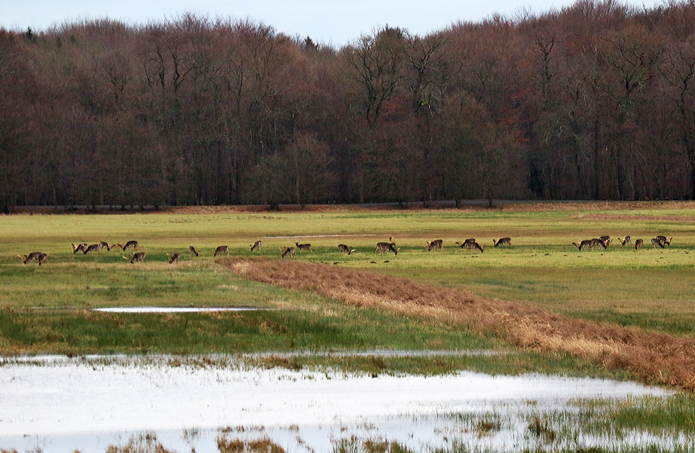 Damwild an Silvester